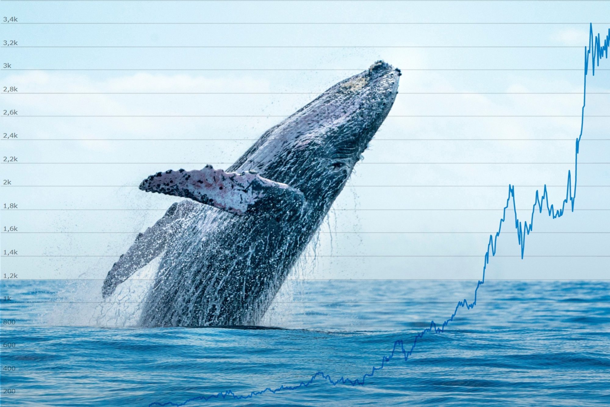 what are crypto whales